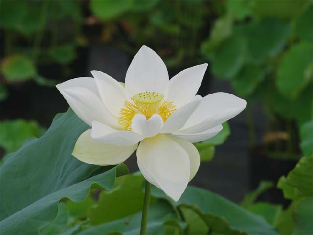 楽天市場 桑名白蓮 種3粒 花蓮 花ハス種子販売 ネコポス対応 代引不可 石田精華園 楽天市場店 楽天市場 桑名白蓮 種3粒 花蓮 花ハス種子販売 ネコポス対応 代引不可 石田精華園 楽天市場店