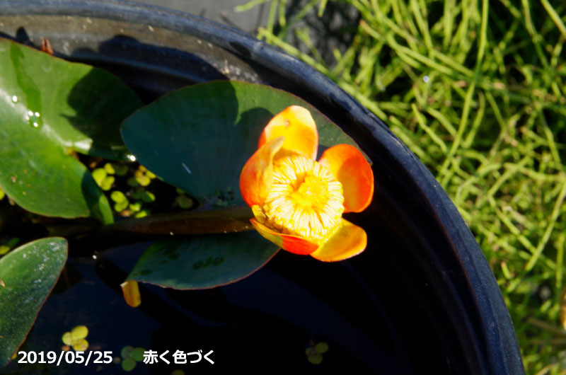 楽天市場 ベニコウホネ 裸苗 ビオトープ 沈水 抽水植物 好日性宿根草 夏 秋の水生植物 石田精華園 楽天市場店