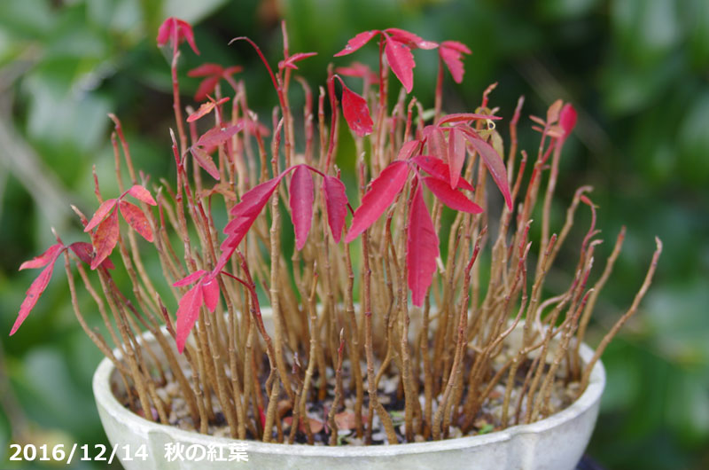 楽天市場 ハゼ 実生株 小判鉢 3 5号 10 5cm 盆栽素材 ミニ 盆栽 苗 好日性植物 寄せ植え素材 苔玉素材 小山飾り素材 石田精華園 楽天市場店