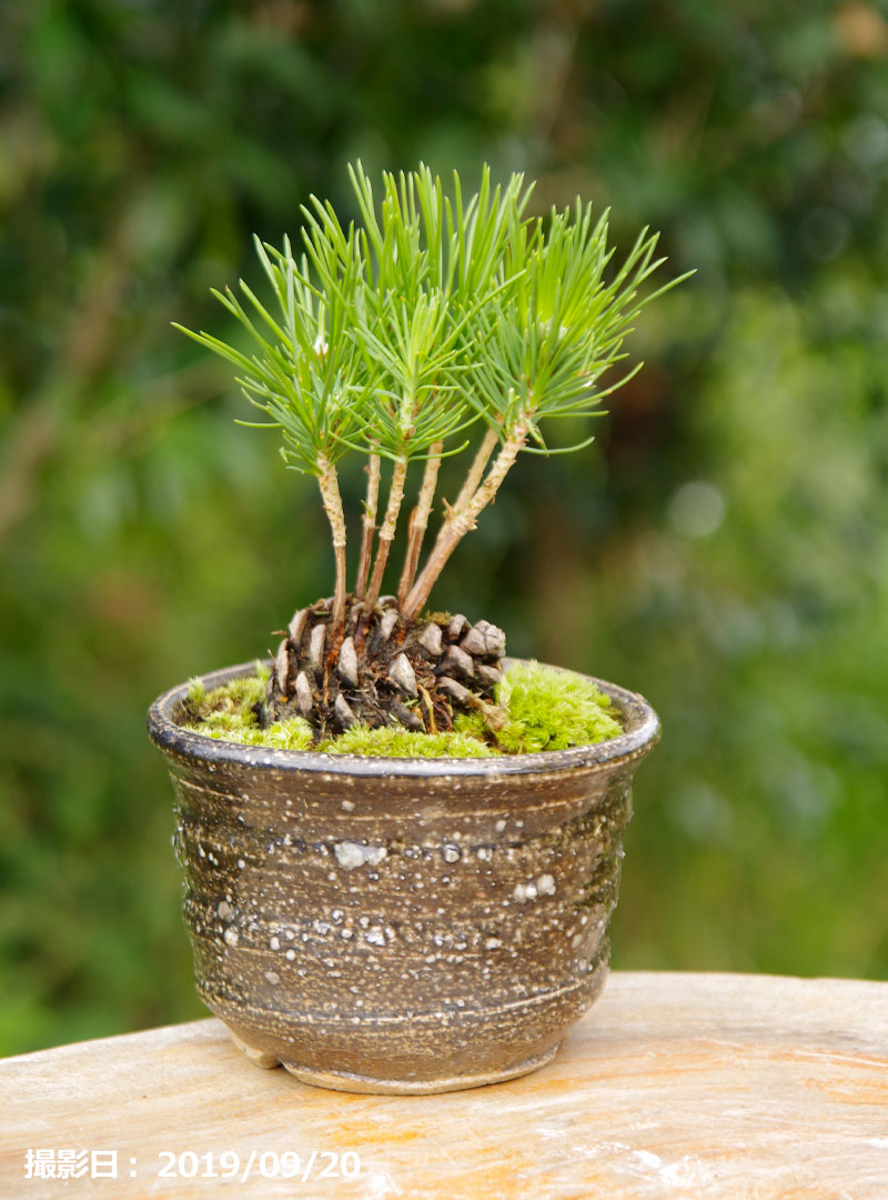 楽天市場 盆栽素材 ミニ 盆栽 苗 実生 黒松 松笠 マツカサ 付 3号 苔玉素材 小山飾り素材 石田精華園 楽天市場店