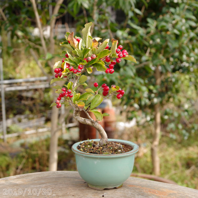 楽天市場 曲付き 一才ニホンカマツカ 3 5号 10 5cm 秋 晩秋の花木 盆栽素材 ミニ 盆栽 苗 落葉樹 日本カマツカ 石田精華園 楽天市場店