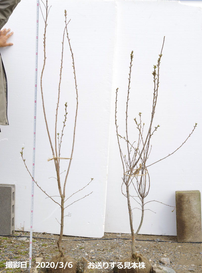 楽天市場 リキュウバイ 利休梅 根巻き 高さ140cm 植木 庭木 樹木 花木 石田精華園 楽天市場店