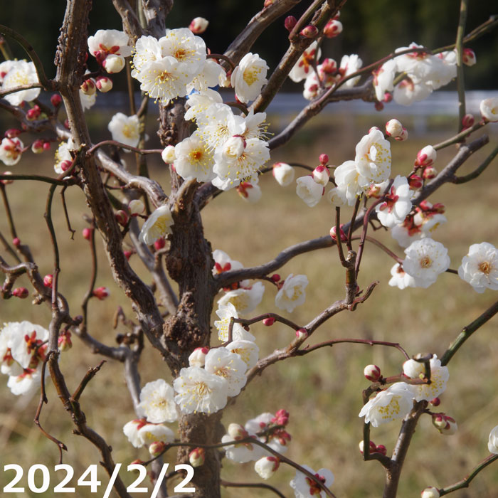 楽天市場】現品発送 雲竜梅（ウンリュウバイ）樹高1.8m（根鉢含まず