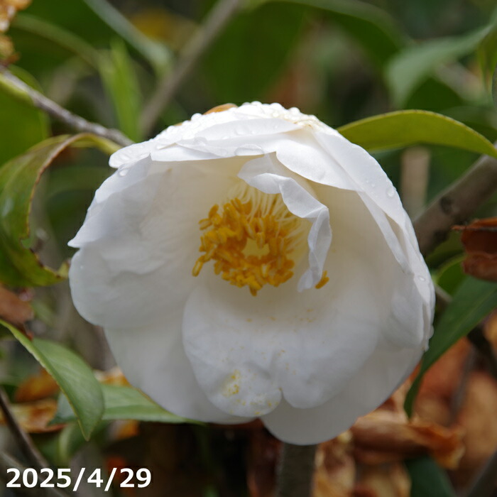 【現品 No.9731】 椿 苗 神隠 10号【半日陰~好日性植物】【花木】【盆栽素材】【茶花】【椿・ツバキ】|石田精華園 店