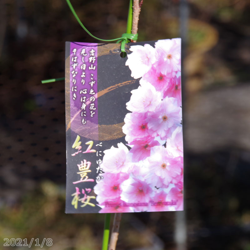 楽天市場 桜 苗木 紅豊 接木一年生苗 3 5号深 10 5cm 長期化成肥料付 庭木 花木 サクラ さくら 鉢植え ベランダ園芸 石田精華園 楽天市場店