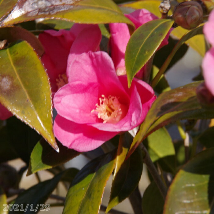 送料無料 椿苗 ガーデニング 農業 椿 苗 紅侘助 根巻き 高さ130cm 長期化成肥料付 ツバキ 庭木 ツバキ 植木 現品 花木 樹木 椿 苗 紅侘助 根巻き 高さ130cm 茶花 ワビスケツバキ 半日陰 好日性植物 植木 椿 苗木 石田精華園 店