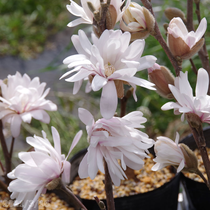 楽天市場 ガールマグノリア 鉢植え 園芸百貨店何でも揃うこぼんさい