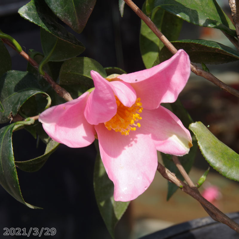 現品no 0756 高さ155cm 長期化成肥料付 平安の宴 半日陰 好日性植物 椿苗 送料無料 平安の宴 植木 椿 ワンランク上の椿 ツバキ 植木 樹木 庭木 苗 接木根巻き 花木 茶花 椿 苗木 石田精華園 店 メーカー直売爆売り新品の