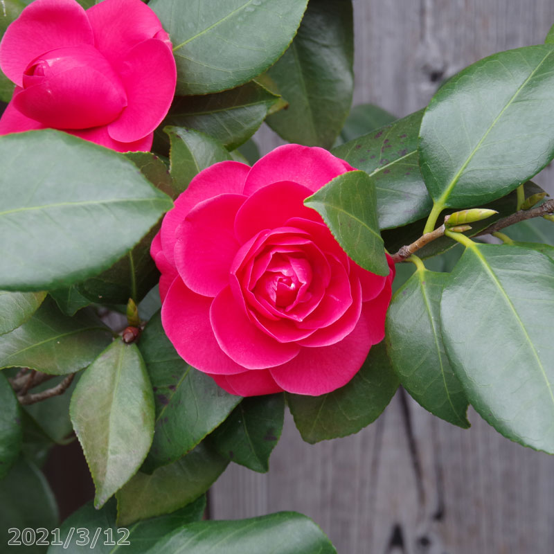 長期化成肥料付 庭木 樹木 庭木 植木 花木 椿苗 樹木 植木 半日陰 好日性植物 椿 苗木 椿 苗 お好みの株を選べる 紅乙女 こうおとめ 根巻き 高さ180cm ガーデニング 農業 茶花 ツバキ 石田精華園 店