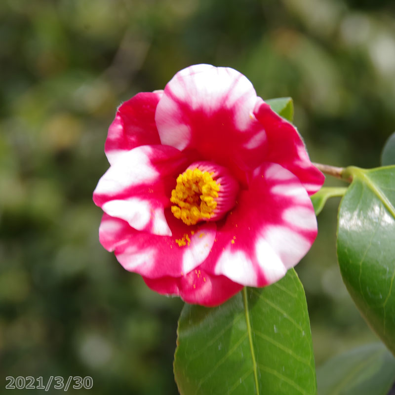 楽天市場】【最大50%OFFクーポン発行中！】椿 苗 紅白美人 挿木5年生苗