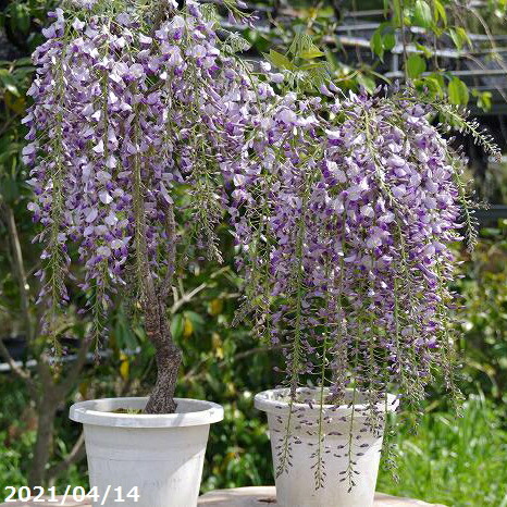 楽天市場】オカヤマイッサイフジ 岡山一才藤の木 5号苗（d14