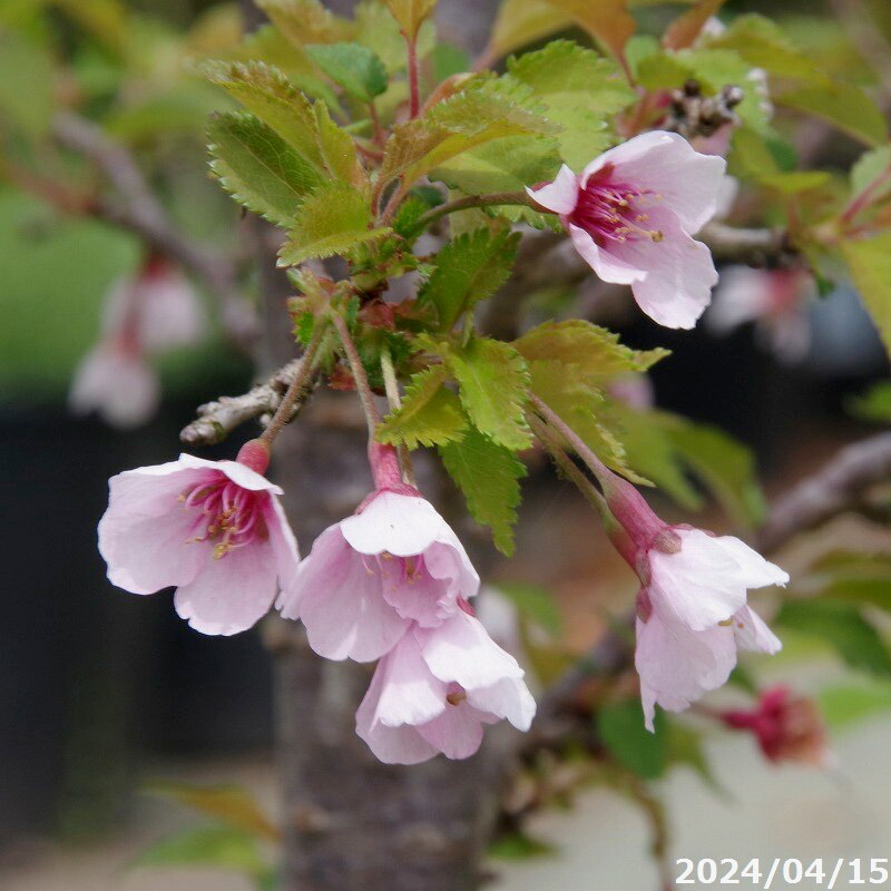 楽天市場】富士桜 【富士の峰】 3号ポット苗 【ハナヒロバリュー
