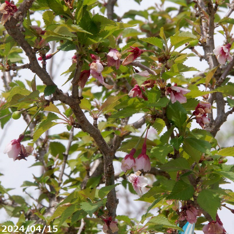 【現品No.1580-7】桜 庭木 苗木　富士桜 湖上の舞 接木 12号 抜き苗 高さ161cm【送料無料】【植木 庭木】【樹木 花木】【茶花】【フジザクラ】