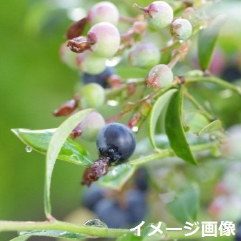 果樹 苗木　ビルベリー 不織布ポット苗 高さ1.2m（長期化成肥料付） 無農薬・戸外自然栽培 【ビルベリー 大実 大苗 苗木 ビルベリーの木 地植え 鉢植え ベランダ 生垣 庭木 植木 耐寒性有】