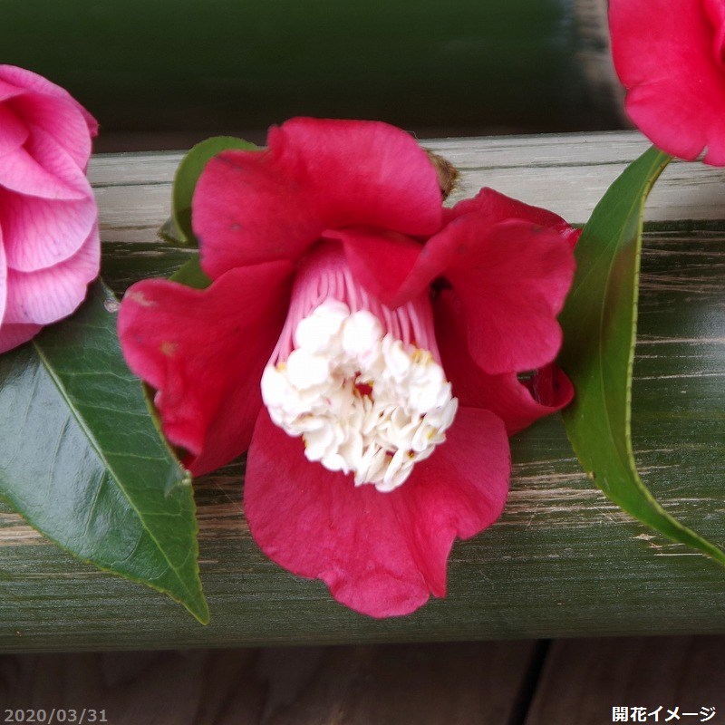 【現品・一点物No.4431】椿 苗 ト判(白芯ト判) 接木苗 12号 高さ156cm(長期化成肥料付)【半日陰~好日性植物】【椿苗 ツバキ】【植木 庭木】【樹木 花木】【茶花】【椿 苗木】|石田精華園 店