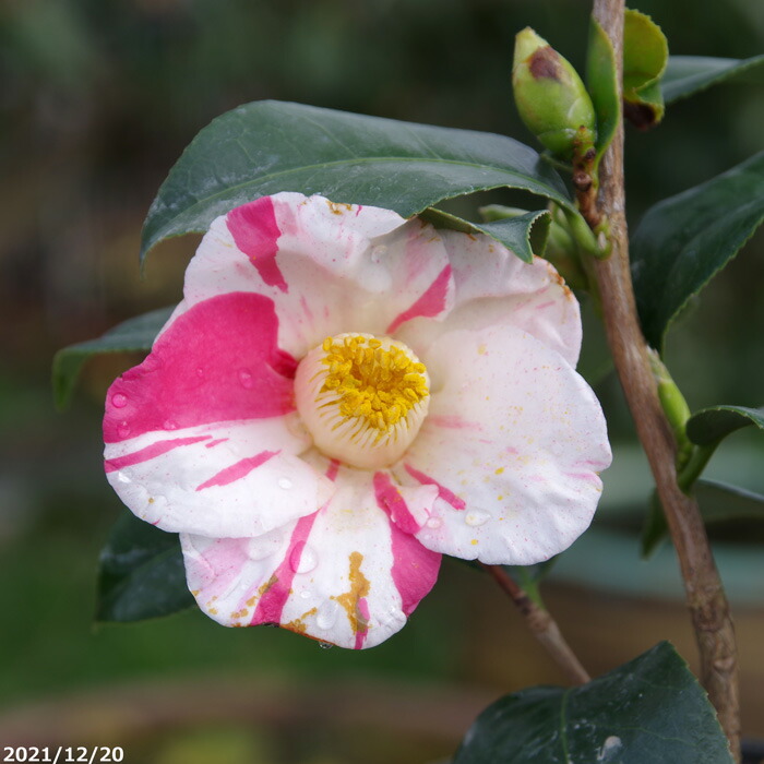 山椿（やまつばき） 山椿（やまつばき） | やのくに純真米粉