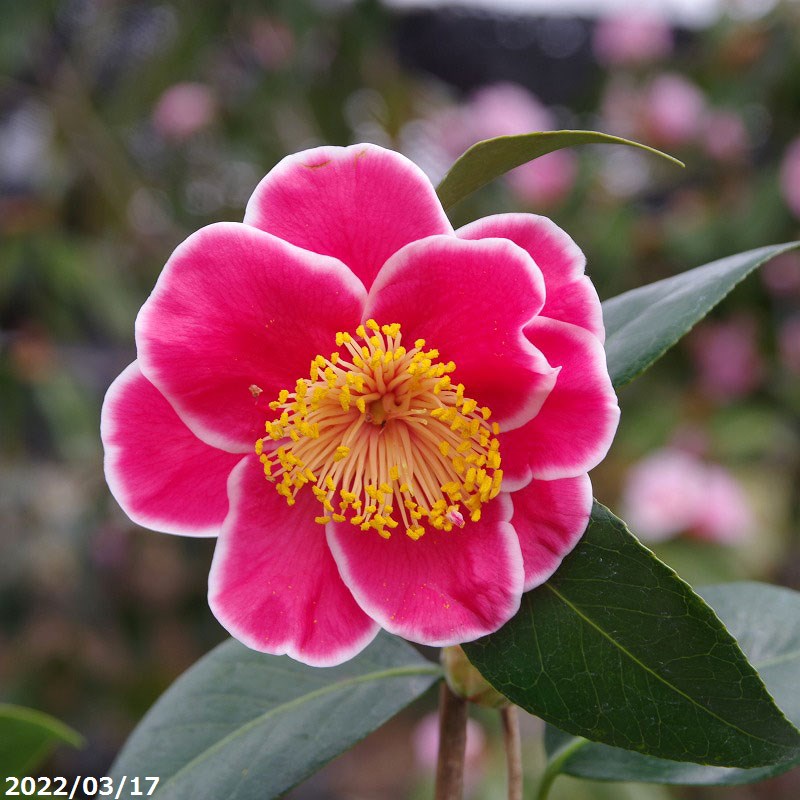 楽天市場】西洋椿苗「玉の八重曙」(タマノヤエアケボノ)5号苗（g04-1