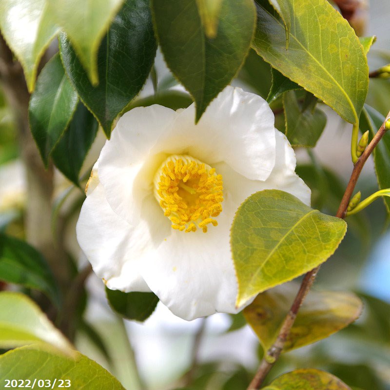 【現品・一点物No.0153】椿 苗　月照 12号 高さ212cm (長期化成肥料付) 【半日陰～好日性植物】【椿苗 ツバキ】【植木 庭木】【樹木 花木】【茶花】【ワビスケツバキ 侘助】【椿 苗木】