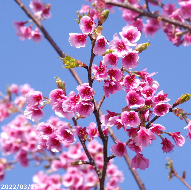 【現品・一点物No.9564】桜 苗木　陽光桜 接木苗 10号 高さ210cm（長期化成肥料付）【送料無料】【植木 庭木】【樹木 花木】【茶花】【ヨウコウザクラ ようこうざくら】