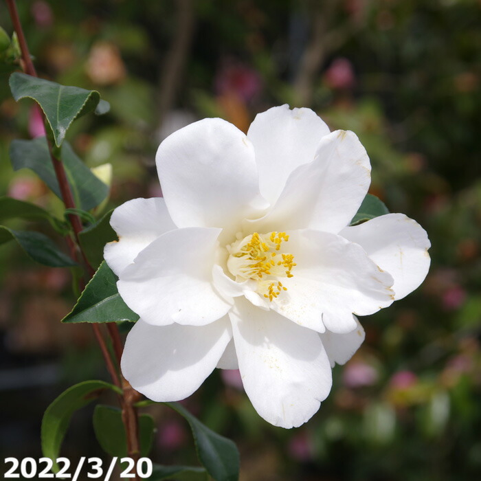 都鳥 みやこどり 椿 楽天市場】【現品発送】椿（ツバキ）紅都鳥(ベニ