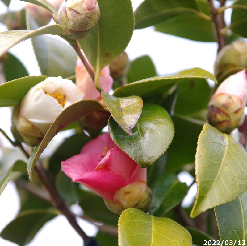 予約販売品 椿 苗 選べる 尾張五色椿 3 根巻苗 高さ160 190cm 長期化成肥料付 送料無料 半日陰 好日性植物 椿苗 ツバキ 植木 庭木 樹木 花木 茶花 苗木