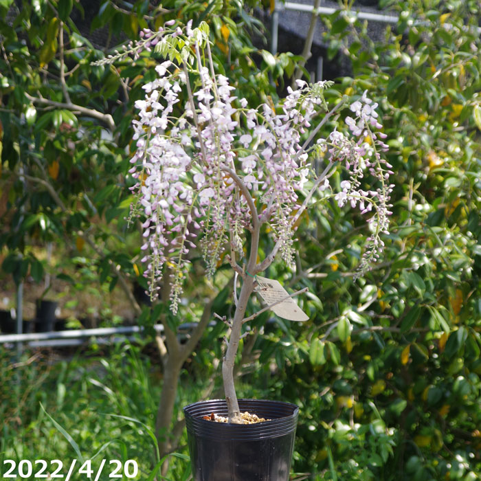 花藤 赤花美短 7号鉢 その他