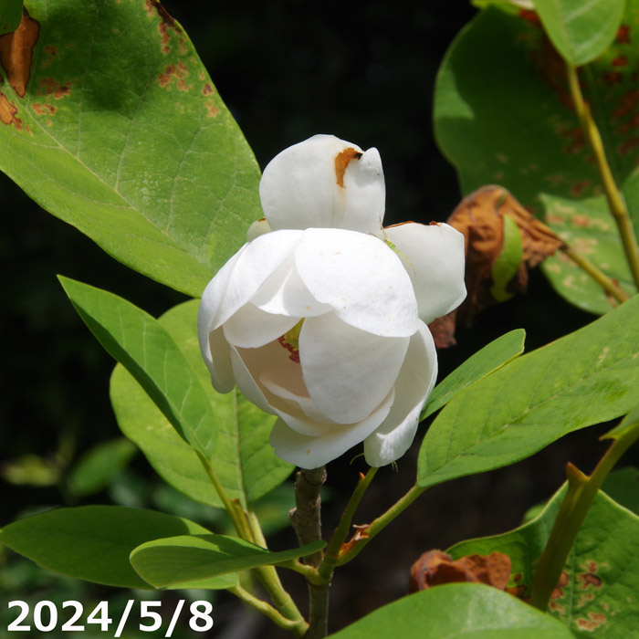 楽天市場】【選べる現品】八重咲き大山蓮華（ヤエザキオオヤマ