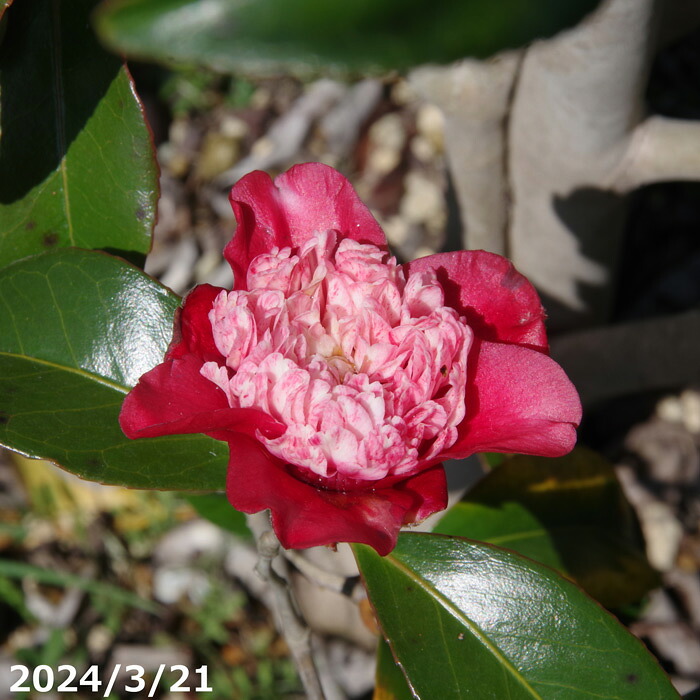 【現品・一点物No.7457】 椿 苗　秋咲卜伴(白芯卜伴） 13号　接木苗抜き苗　 高さ167cm （長期化成肥料付）【半日陰～好日性植物】【椿苗 ツバキ】【植木 庭木】【樹木 花木】【茶花】【椿 苗木】