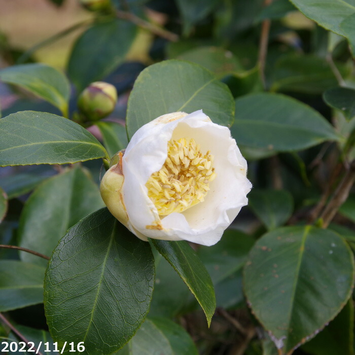 楽天市場】白玉椿（シラタマツバキ）雪舟6号接木苗木(g07-1) : 千草園芸