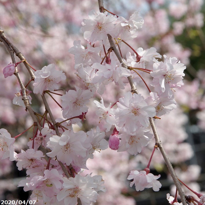 【中古】 御庭番通史 若桜木虔 楽天Kobo電子書籍ストア: 御庭番通史 - 若桜木虔 - 4921000000157