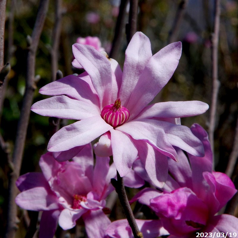 白花姫コブシ／接ぎ木／極太苗 楽天市場】コブシ 苗 【白花 姫コブシ