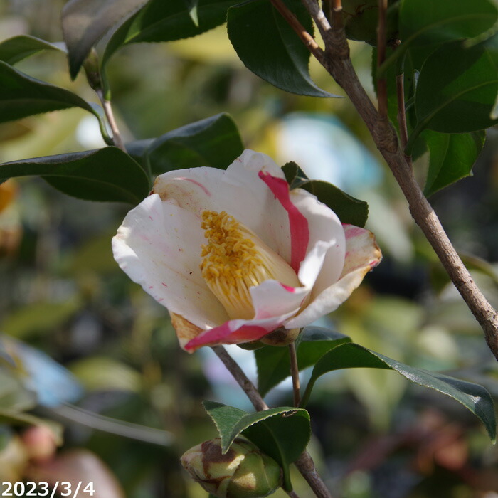 椿さん専用 新商品発売しました | 椿モデル | フルハーネス・作業用品専門