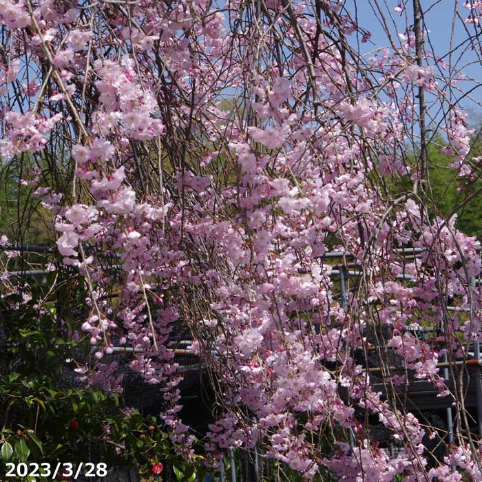 楽天市場】しだれ桜 【仙台枝垂れ桜】 2年生 接木苗 6号ロング