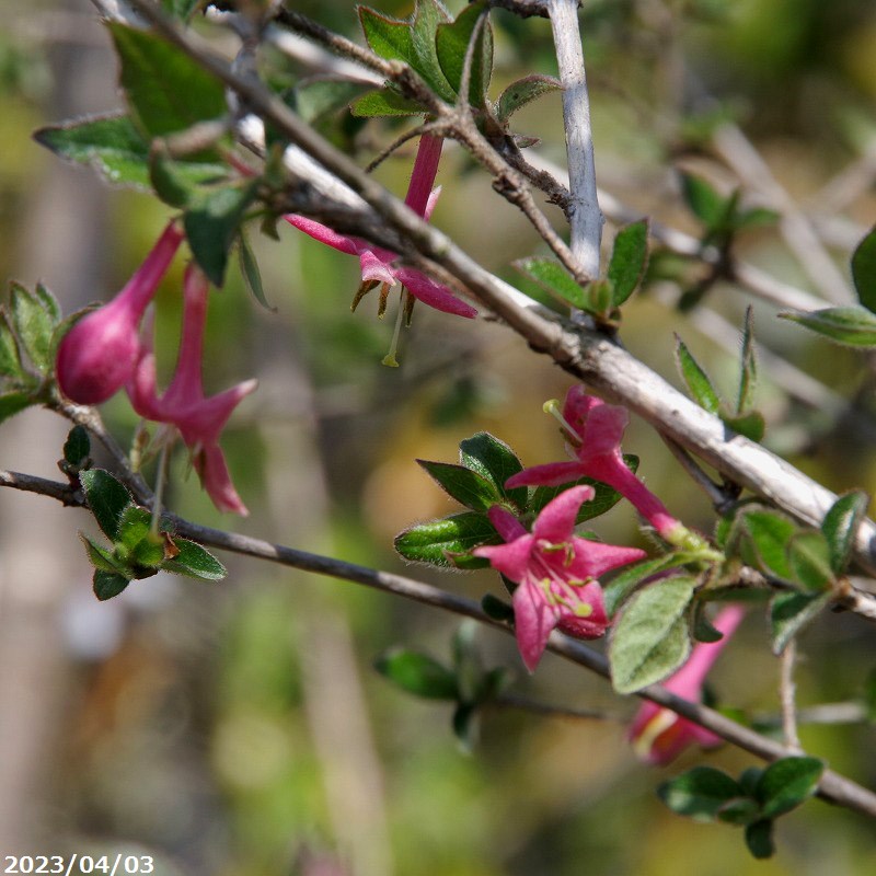 楽天市場】ウグイスカグラ 株立ち 樹高1.0〜1.2m前後(根鉢含まず) 単品
