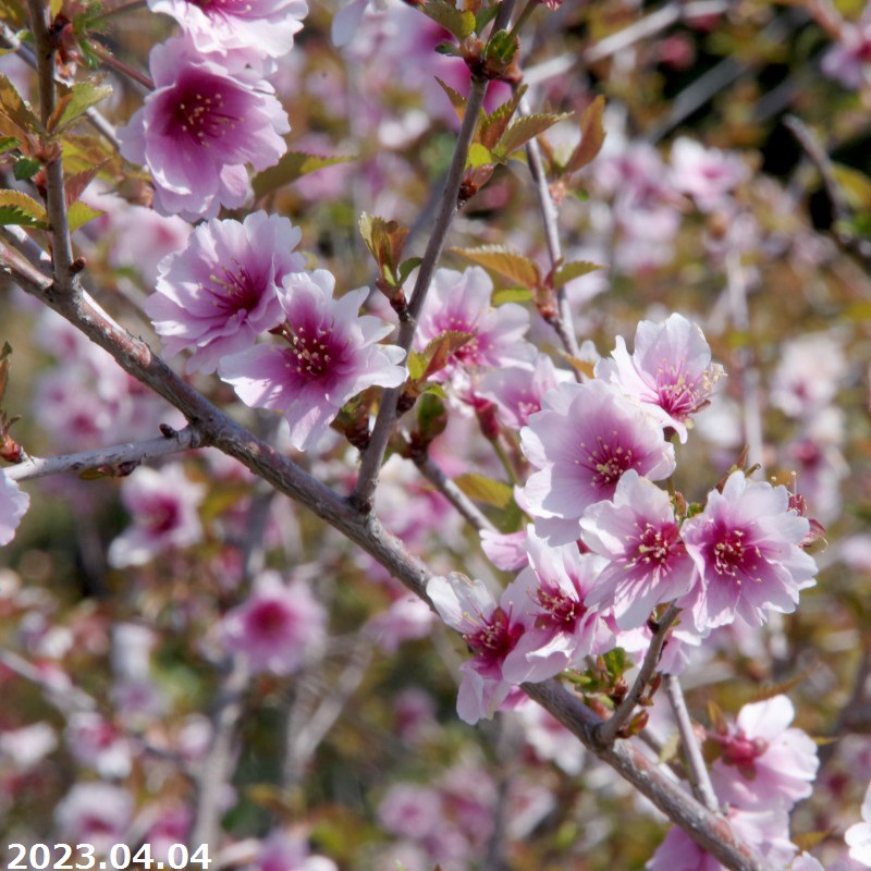 【春の花木】　富士桜 比翼桜(ヒヨクザクラ) 8号(高さ110～120cm)【送料無料】【庭木 植木】【樹木 花木】【茶花】【フジザクラ】