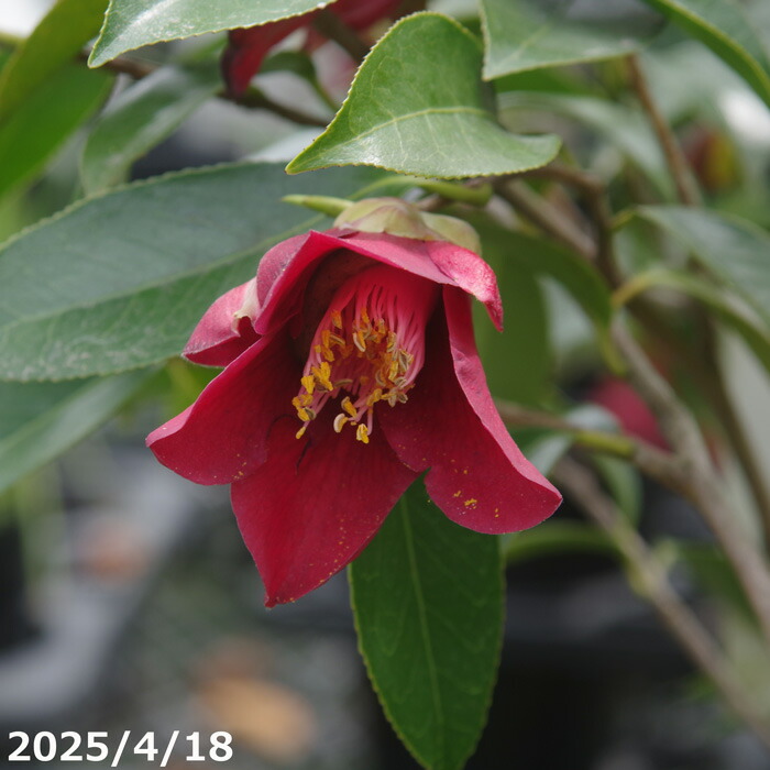 楽天市場】椿（ツバキ）斑入り葉黒椿（フイリクロツバキ） 4号ポット