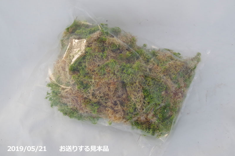 生ミズゴケ 栽培品 6l 袋詰め 日陰向きの苔 日陰の湿生植物 テラリウム 苔盆栽 山野草 食虫植物 ラン 蘭 生水苔 生水蘚 生みずごけ Educaps Com Br