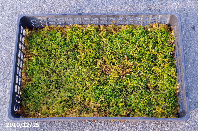 京の苔 天然ハイゴケ 戸外栽培用の苔玉 夏半日陰のコケ 大トレー3枚