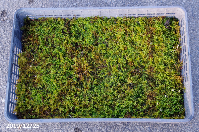 京の苔 天然ハイゴケ 大トレー1枚 夏半日陰のコケ 戸外栽培用の苔玉 苔テラリウム 庭園用 Educaps Com Br