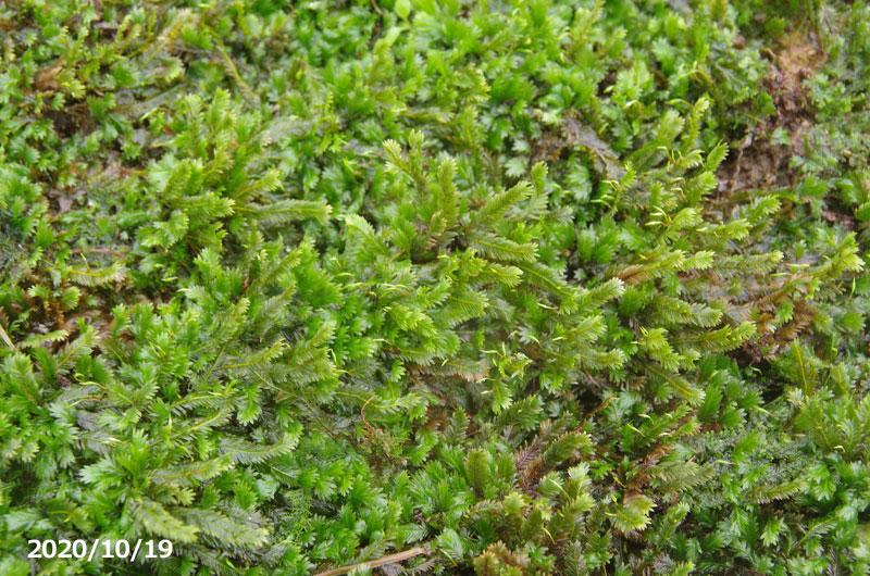 トサカホウオウゴケ 和歌山紀南産 中トレー 苔テラリウム 苔ボトリウム ビバリウム 夏日陰の苔 湿生植物 水生植物 アクアリウム Amedf Com Br
