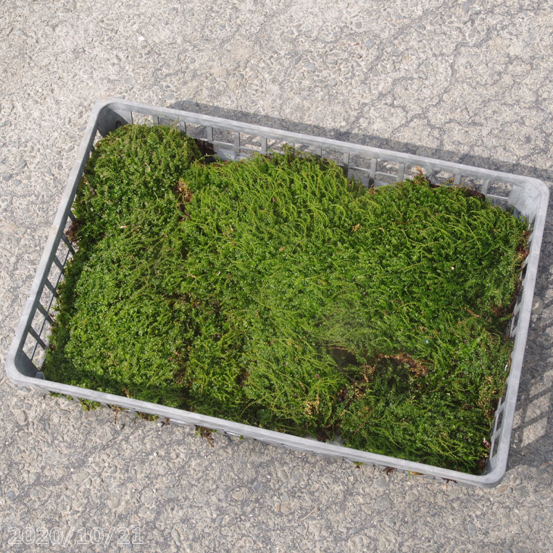 コツボゴケ 中心点トレー 苔テラリウム 苔ボトリウム ビバリウム 九夏陰の苔 湿生植物 Nobhillmusic Com