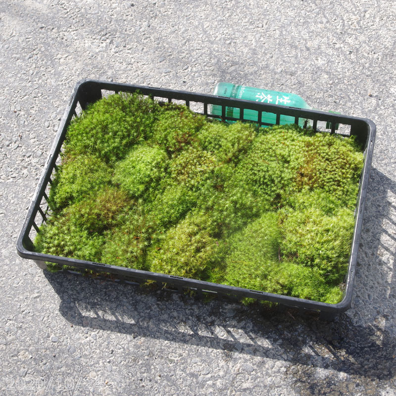 【特大セール】スナゴケ　100トレー　最安値　大容量　すな苔 トレー 商品一覧｜高品質の苔販売専門店 苔日光