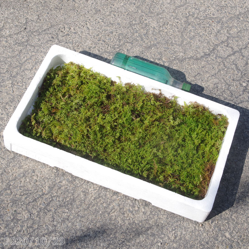 京の苔 自然状態ハイゴケ 放免スチロールケイス 夏場半日後列のコケ 露天耕作用向の苔お玉 苔テラリウム Foxunivers Com