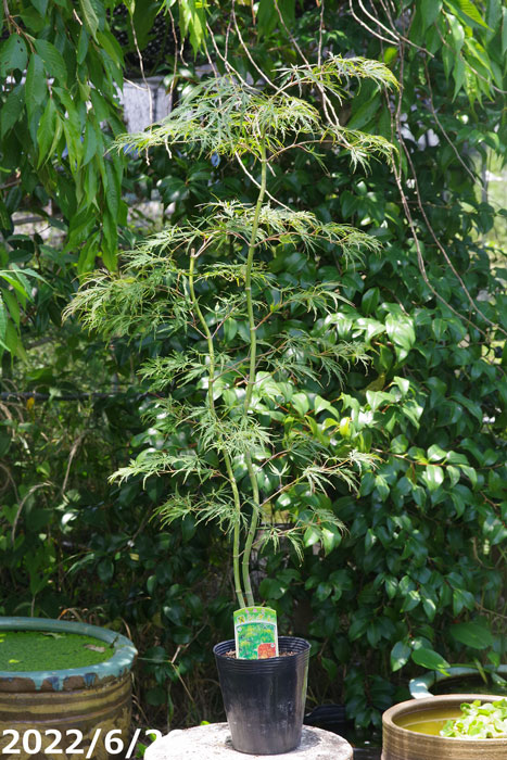 楽天市場】【現品発送】アオシダレモミジ (青枝垂れ紅葉) 樹高1.6-1.8m