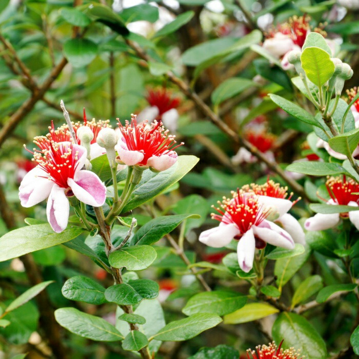 楽天市場】フェイジョア リサ(R)アントワネット 4号ポット 挿し木苗