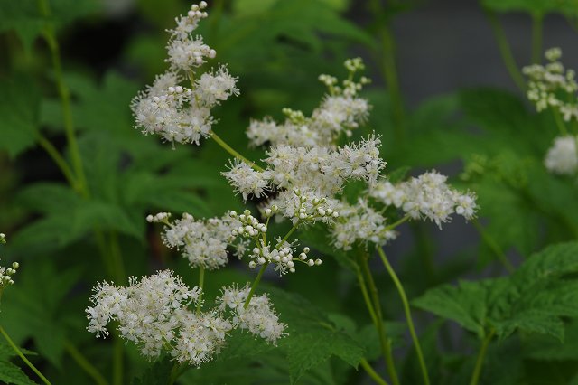 楽天市場 シロバナキョウカノコ 白花京鹿の子 3号ポット 初夏の山野草 野草系好日性宿根草 茶花 石田精華園 楽天市場店