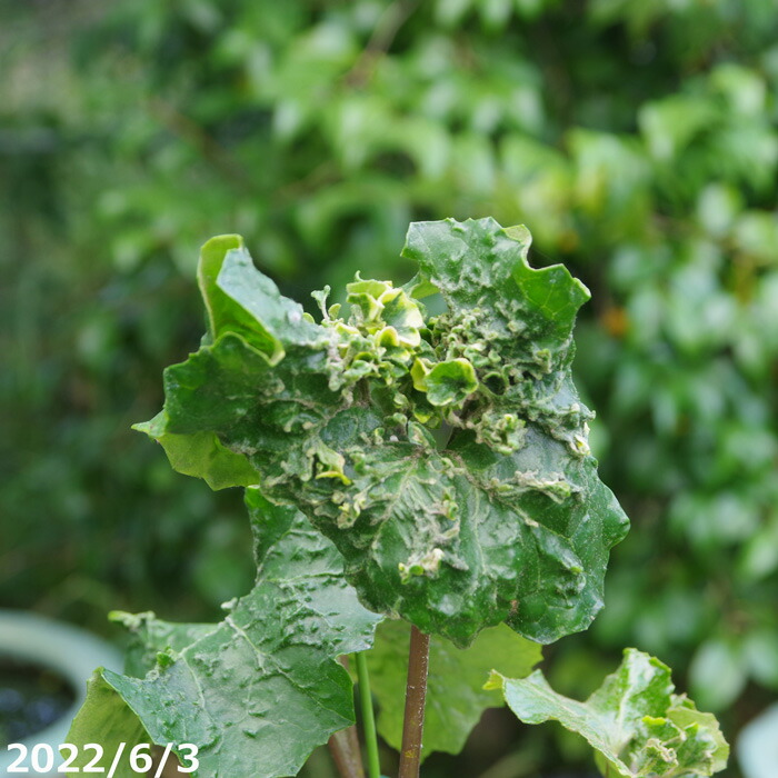 斑入りツワブキ 竜虎 (長期化成肥料付)