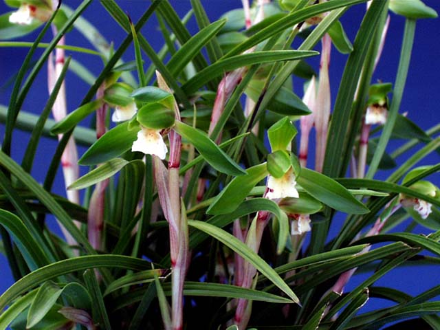 楽天市場 春の山野草 シュンラン 春蘭 3号深 9cmポット ラン科植物 山草系宿根草 日陰の植物 石田精華園 楽天市場店