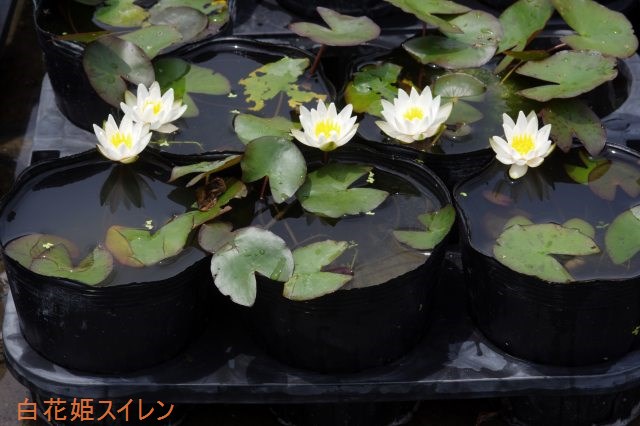 水生植物実利 ロングビニールポット5サイズ深しゃれこうべ 15cm 100ポット コウホネ オモダカ ヒメスイレンなど 植木鉢 Foxunivers Com