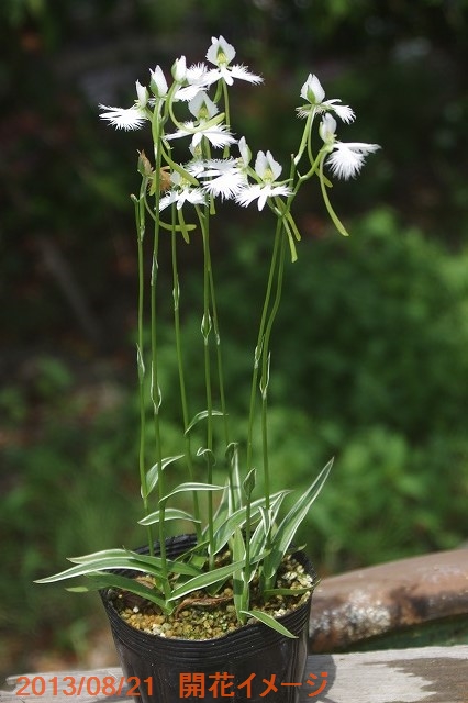 楽天市場 斑入りサギソウ 銀河 白覆輪 球 Habenaria Radiata White Margined 球根販売 冬期限定販売 ラン科植物 湿生植物 好日性植物 8月の山野草 ネコポス対応 代引不可 石田精華園 楽天市場店